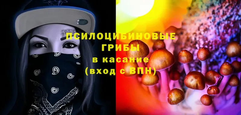 Псилоцибиновые грибы Psilocybe  Волхов 